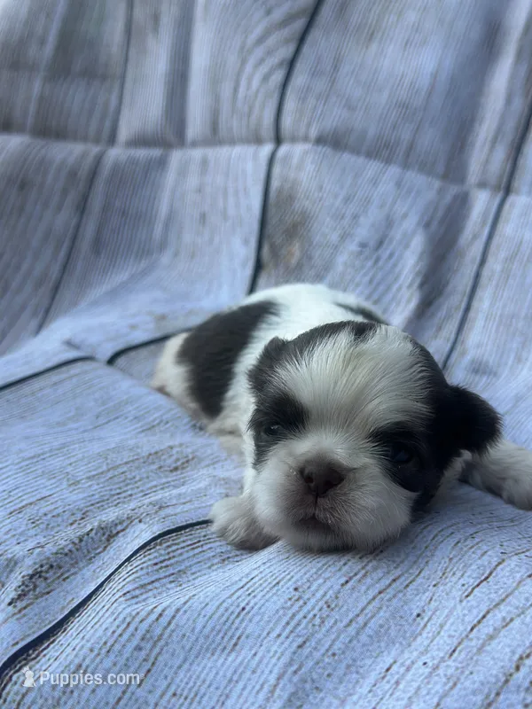 Bruno  – Shih Tzu puppy for sale in Ava, MO