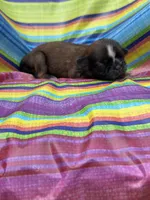 Bonnie , a female Shih Tzu for sale in Ava, MO – 1 of 4