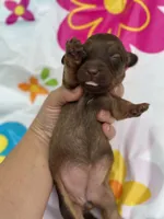 Mizz, a female Miniature Dachshund for sale in Ava, MO – 2 of 6