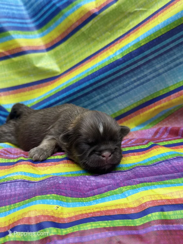 Unique  – Shih Tzu puppy for sale in Ava, MO