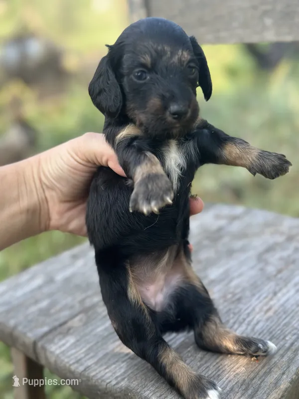 Magnolia  – Miniature Dachshund puppy for sale in Ava, MO