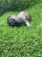 Bluey, a female Shih Tzu for sale in Ava, MO – 4 of 8