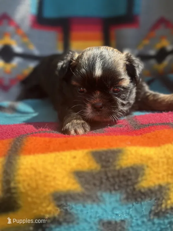 Belle  – Shih Tzu puppy for sale in Ava, MO