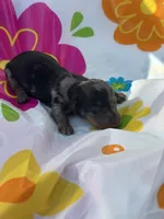 Rocky, a male Miniature Dachshund for sale in Ava, MO – 5 of 6