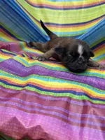 Bonnie , a female Shih Tzu for sale in Ava, MO – 2 of 4