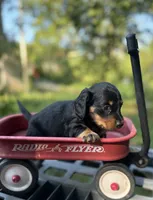 Coco, a male Miniature Dachshund for sale in Ava, MO – 2 of 4