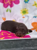 Jesse , a male Miniature Dachshund for sale in Ava, MO – 2 of 5