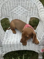 Mickie, a male Miniature Dachshund for sale in Ava, MO – 5 of 6