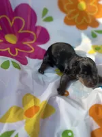Rocky, a male Miniature Dachshund for sale in Ava, MO – 6 of 6