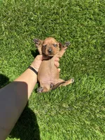 Suzie, a female Miniature Dachshund for sale in Ava, MO – 4 of 6