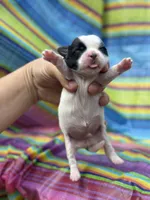 Woody , a male Shih Tzu for sale in Ava, MO – 3 of 6