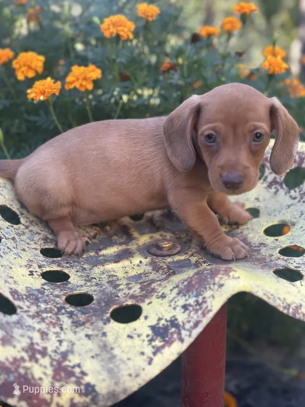 Duke – Miniature Dachshund puppy for sale in Ava, MO