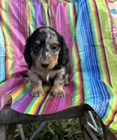 Rocky, a male Miniature Dachshund for sale in Ava, MO – 2 of 6