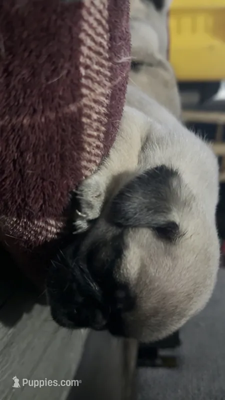 Girl  – Pug puppy for sale in Canutillo, TX