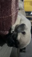 Girl , a female Pug for sale in Canutillo, TX – 1 of 1