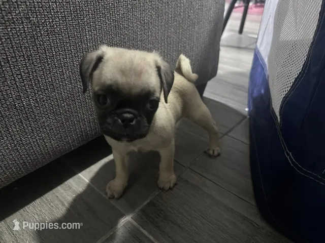 Pugs – Pug puppy for sale in Canutillo, TX