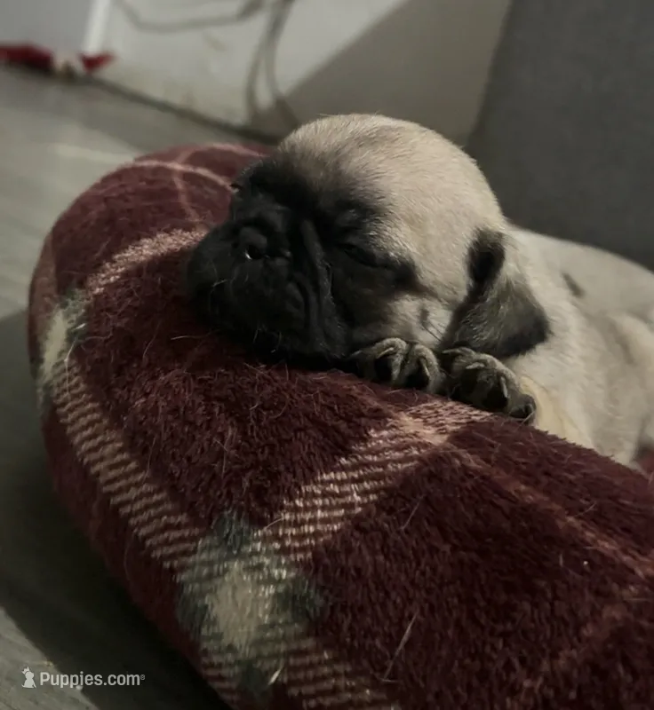 Baby – Pug puppy for sale in Canutillo, TX