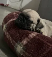 Baby, a female Pug for sale in Canutillo, TX – 1 of 1
