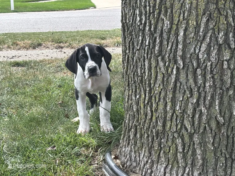 Bailey – Great Dane puppy for sale in Springfield, IL