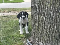 Bailey, a female Great Dane for sale in Springfield, IL – 1 of 3