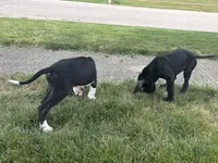 Aspen , a female Great Dane for sale in Springfield, IL – 3 of 3