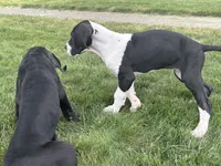 Bailey, a female Great Dane for sale in Springfield, IL – 3 of 3