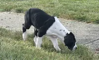 Bailey, a female Great Dane for sale in Springfield, IL – 2 of 3