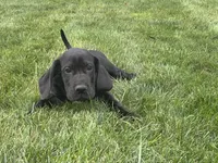 Aspen , a female Great Dane for sale in Springfield, IL – 1 of 3