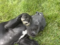 Aspen , a female Great Dane for sale in Springfield, IL – 2 of 3
