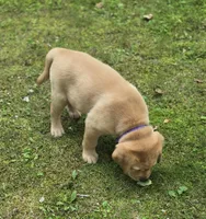 Purple Collar Female , a female Labrador Retriever for sale in Johannesburg, MI – 4 of 6