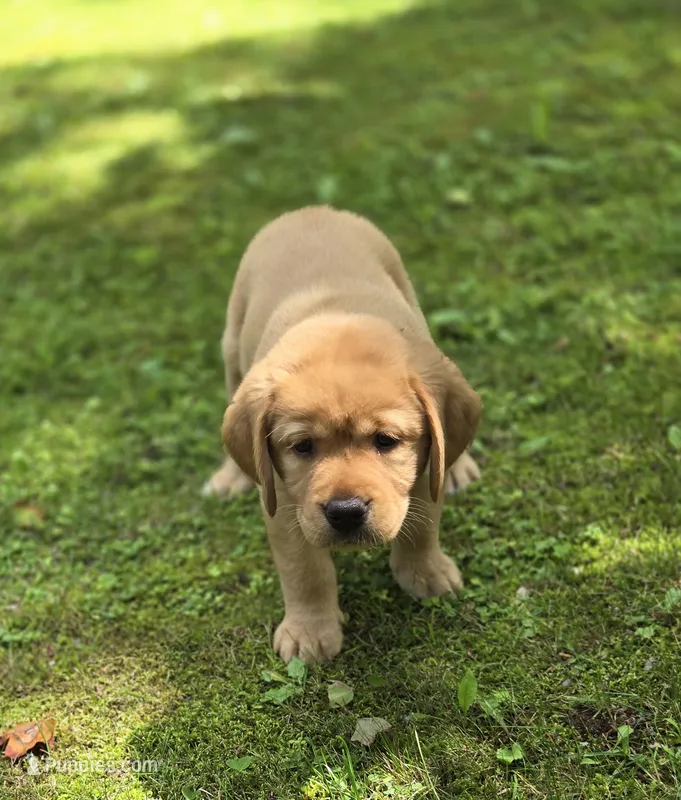 Pink Collar Female – Labrador Retriever puppy for sale in Johannesburg, MI