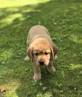 Pink Collar Female, a female Labrador Retriever for sale in Johannesburg, MI – 1 of 5