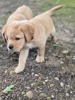 Red Collar Male, a male Labrador Retriever for sale in Johannesburg, MI – 4 of 5