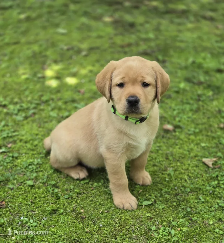 Green Collar Female – Labrador Retriever puppy for sale in Johannesburg, MI
