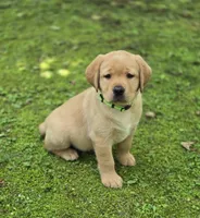 Green Collar Female, a female Labrador Retriever for sale in Johannesburg, MI – 1 of 5