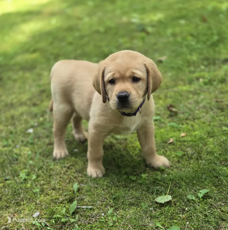 Purple Collar Female  – Labrador Retriever puppy for sale in Johannesburg, MI