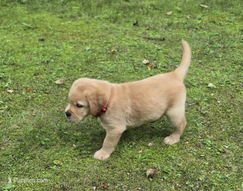 Red Collar Male – Labrador Retriever puppy for sale in Johannesburg, MI