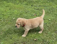 Red Collar Male, a male Labrador Retriever for sale in Johannesburg, MI – 1 of 5