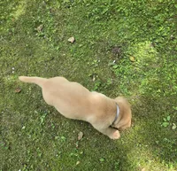 Gray Collar Male, a male Labrador Retriever for sale in Johannesburg, MI – 4 of 5