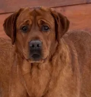 Green Collar Female, a female Labrador Retriever for sale in Johannesburg, MI – 6 of 6