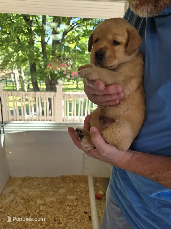 Pink Collar Female – Labrador Retriever puppy for sale in Johannesburg, MI