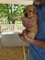 Pink Collar Female, a female Labrador Retriever for sale in Johannesburg, MI – 1 of 6