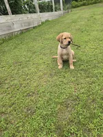 Purple Collar Female , a female Labrador Retriever for sale in Johannesburg, MI – 4 of 10