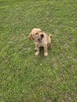 Purple Collar Female , a female Labrador Retriever for sale in Johannesburg, MI – 3 of 10