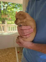 No Collar Female , a female Labrador Retriever for sale in Johannesburg, MI – 2 of 6
