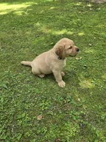 Gray Collar Male, a male Labrador Retriever for sale in Johannesburg, MI – 5 of 5