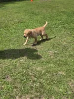 Purple Collar Female , a female Labrador Retriever for sale in Johannesburg, MI – 5 of 10
