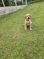 Purple Collar Female , a female Labrador Retriever for sale in Johannesburg, MI – 7 of 10