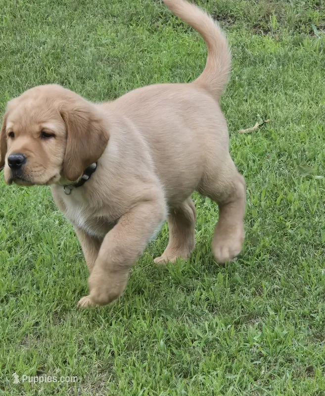Gray Collar Male – Labrador Retriever puppy for sale in Johannesburg, MI