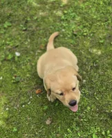 Purple Collar Female , a female Labrador Retriever for sale in Johannesburg, MI – 3 of 6